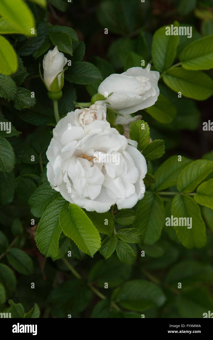 Rose, Rosa rugosa  `Blanc de Coubert,  rugosa x Sombreuil 1892, Stock Photo